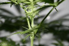 Skunk#1 (3)