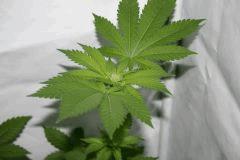 White Widow (3)