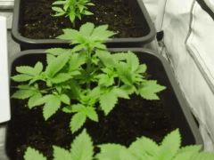 white widow