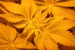 T white widow (2)