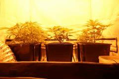 les plantes