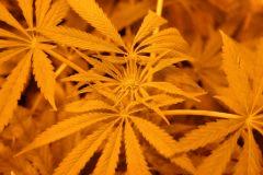 T Skunk#1