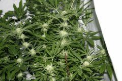 skunk#1 (7)