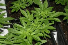 white widow