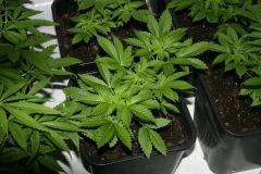 white widow