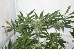 skunk#1 (6)