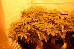 Skunk#1