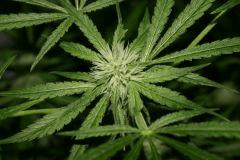 skunk#1 (2)