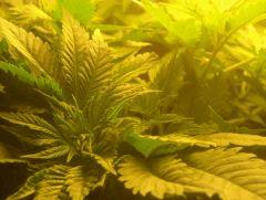 Skunk#1  1er jours de Flo