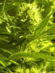 Skunk#1 F+40