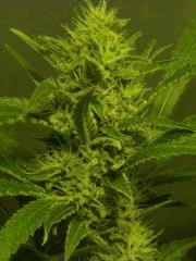 Skunk#1 F+50