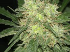 TRICHROMES F+60 skunk#1