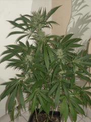Skunk#1 F+40 phéno 5 (vraiment entre indica et sativa)