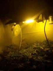 Skunk#1 HPS 400Watt