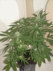 Skunk#1  F+40 Phéno3 (dominance indica)