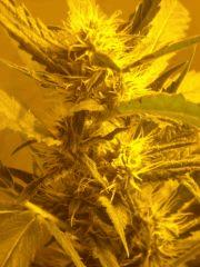 Skunk#1 F+45