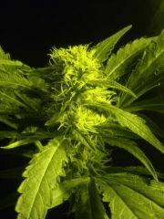 Skunk#1 F+40