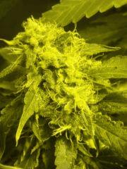 Gros plan skunk#1 F+60