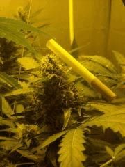 Skunk#1 F+50
