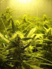 Skunk#1