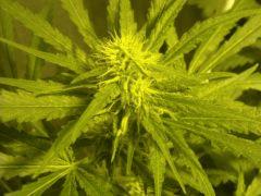 Skunk#1 F+30