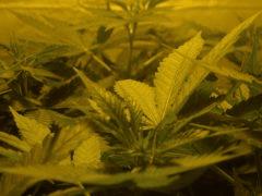Skunk#1 F+14