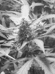 Skunk#1 F+40 Noir et Blanc