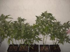 F+64Skunk#1