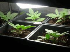 Skunk#1 en Croissance sous CFL 250 watt