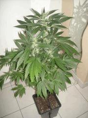 Skunk#1 F+40 Phéno2 (un peu plus sativa)