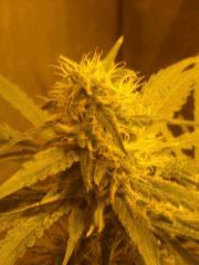 Skunk#1 F+45
