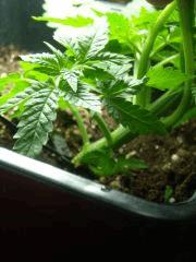 Skunk#1