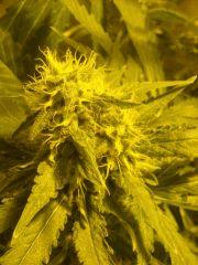 Skunk#1 F+50