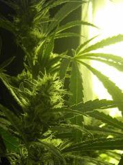 Skunk#1 et la lumière fut...