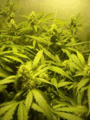 Skunk#1