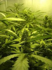Skunk#1 F+40