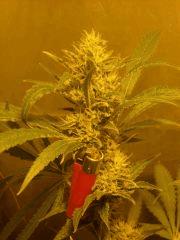 Skunk#1 F+50