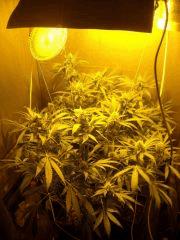 Skunk#1 F+50 sous HPS non retoucher