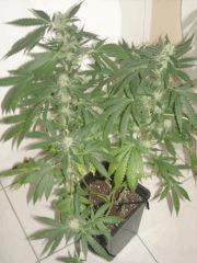 Skunk#1 F+40 Phéno 4( Dominace Sativa)