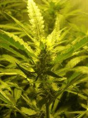 Skunk#1 F+30