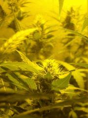 Skunk#1