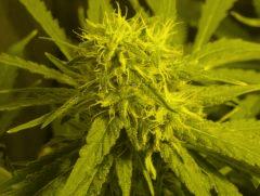 Skunk#1 F+50