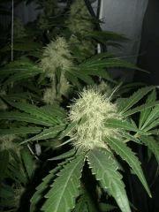 Skunk#1