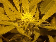 Skunk#1 F25