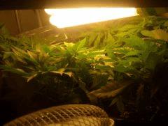 Skunk#1 Début de Flo sous CFL 250watt