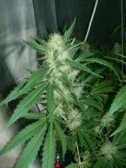 F+60 skunk#1