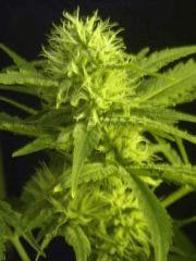 Skunk#1 F+40