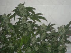 Skunk#1 F+64