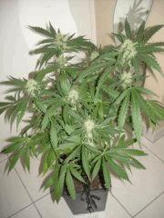 Skunk#1 F+40  phéno 1 (dominance indica)