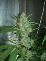F+60 skunk#1